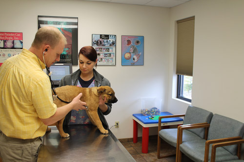 Pet Surgery in Hurricane, WV | Hurricane Animal Hospital 